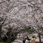 ソメイヨシノが咲き誇る園内＝稲美町草谷、さくらの森公園 
