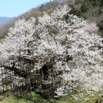 樹齢千年とも言われる「樽見の大桜」＝２９日午前、養父市大屋町樽見