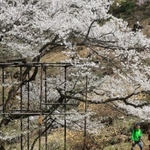 満開を迎えた「樽見の大桜」＝２９日午後、養父市大屋町樽見