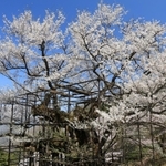 記録的早さで満開を迎えた「樽見の大桜」。樹齢千年とも言われる古木が、懸命の治療によって年々、元気を取り戻している＝２９日午前、養父市大屋町樽見