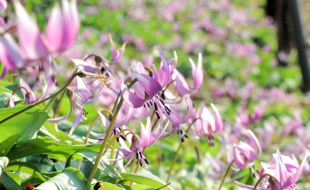 山の斜面に咲く紫色のカタクリの花＝丹波市氷上町清住