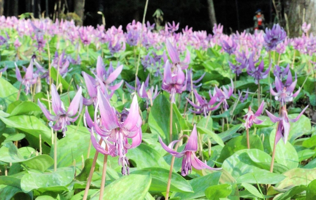 山の斜面を覆う薄紫色のカタクリの花＝丹波市氷上町清住