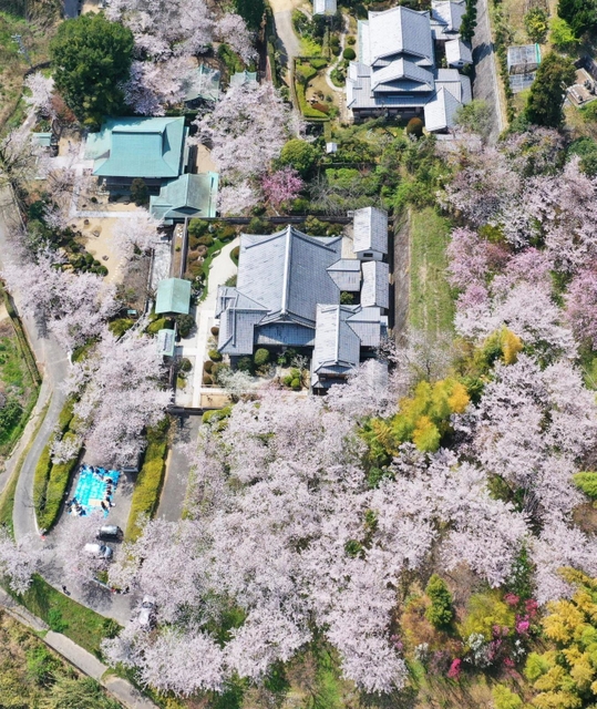 境内を囲む満開の桜＝淡路市佐野（ドローンで撮影）