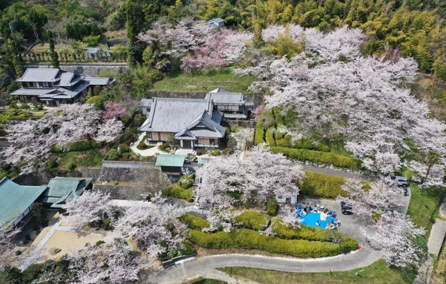 境内を彩る満開の桜＝淡路市佐野、円城寺（ドローンで撮影）