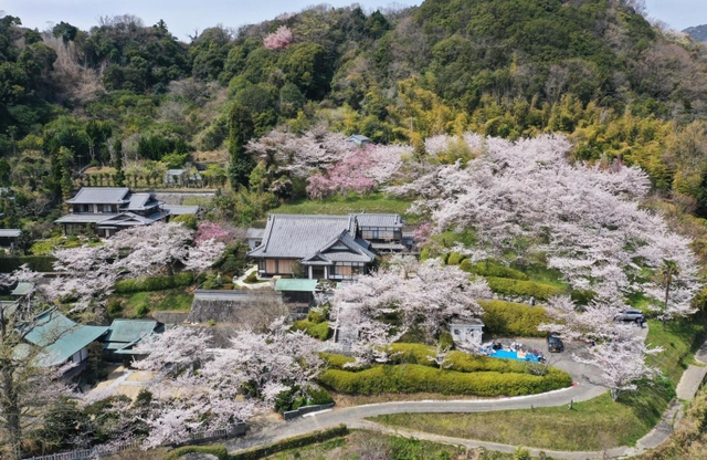 境内を彩る満開の桜＝淡路市佐野、円城寺（ドローンで撮影）