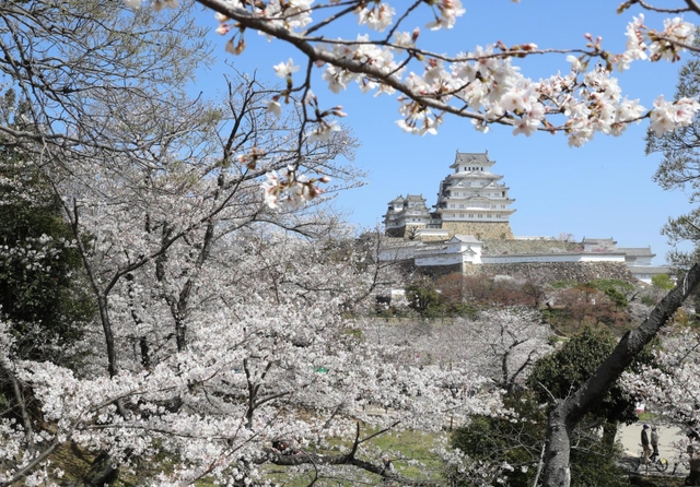 国宝姫路城を包み込むように咲いた満開の桜＝姫路市本町