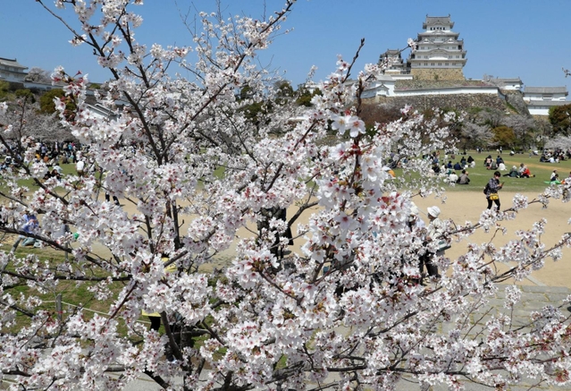 国宝姫路城を包み込むように咲いた満開の桜＝姫路市本町
