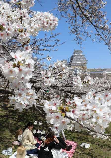 国宝姫路城を包み込むように満開となった桜＝姫路市本町