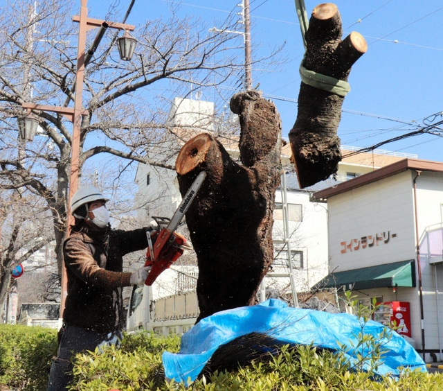 害虫被害を受け、伐採されたサクラ＝芦屋市茶屋之町