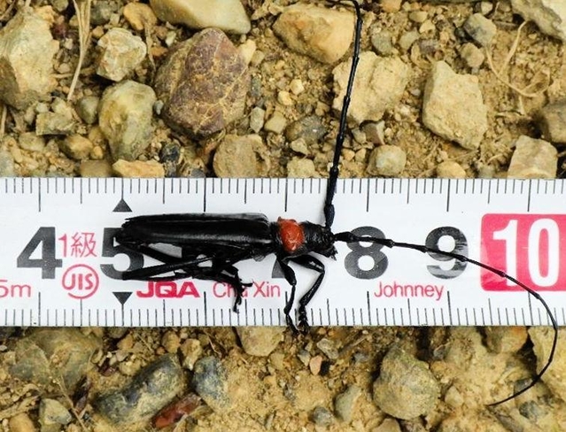 クビアカツヤカミキリの成虫（兵庫県自然鳥獣共生課提供）