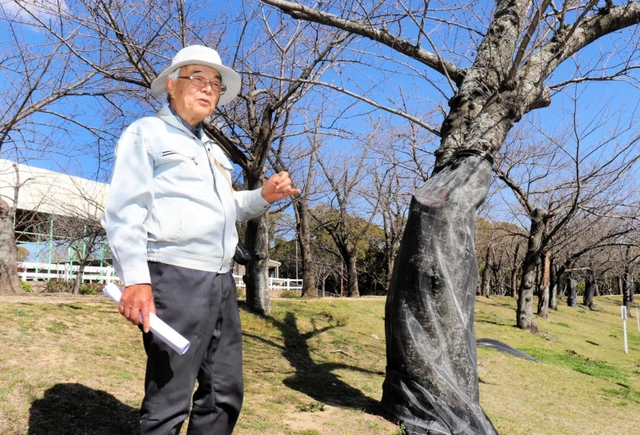 クビアカツヤカミキリによる食害や成虫の拡散を防ぐ防虫ネットが施されたサクラの前に立つ樹木医の宗實久義さん＝明石市大久保町松陰