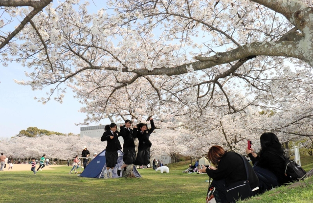 花見客でにぎわう石ケ谷公園。昨年６月に兵庫県内で初めてクビアカツヤカミキリの成虫が確認された＝明石市大久保町松陰