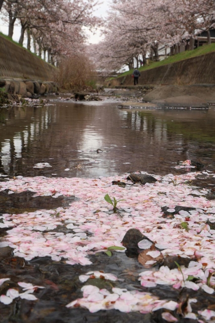 川面に浮かぶサクラの花びら＝６日午後、稲美町北山の曇川（撮影・長嶺麻子）