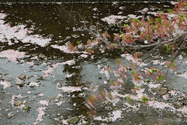 両岸のサクラの花びらが散り、川面にできた花筏＝６日午後、稲美町北山の曇川（撮影・長嶺麻子）