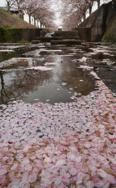 両岸のソメイヨシノから花が散り、サクラ色に染まった川面＝６日午後、兵庫県稲美町北山
