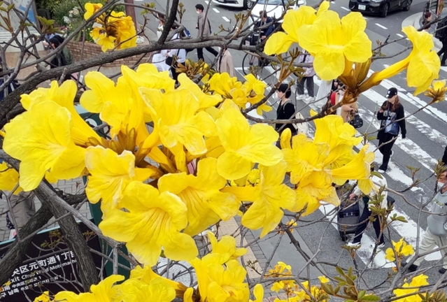 買い物客らが行き交う街角を彩るイペの花＝１７日午後、神戸市中央区元町通１