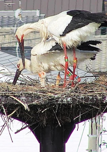 親鳥にえさをねだるコウノトリのひな＝稲美町（広告会社提供）