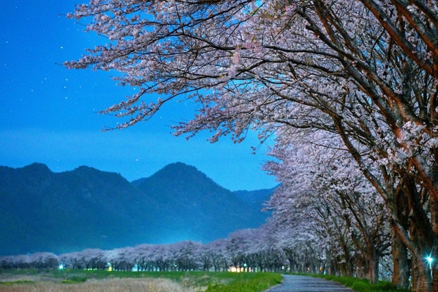 月明かりに照らされた加古川沿いの桜並木＝丹波市氷上町桟敷（６秒露光）