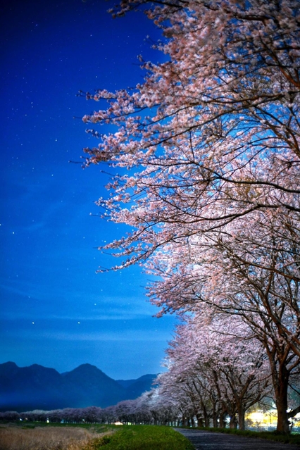 月明かりに照らされた加古川沿いの桜並木＝丹波市氷上町桟敷（１０秒露光）