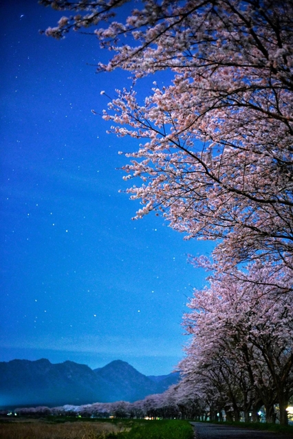 月明かりに照らされた加古川沿いの桜並木＝丹波市氷上町桟敷（４秒露光