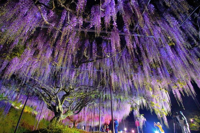 ４年ぶりに公開された「九尺ふじ」。夜はあでやかに照らし出される＝丹波市市島町白毫寺