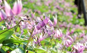 山の斜面に咲く紫色のカタクリの花＝丹波市氷上町清住