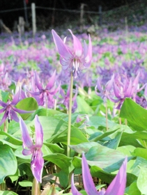 薄紫色に咲くカタクリの花。花弁の根元にはＷ字形の模様がある＝丹波市氷上町清住