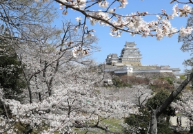 国宝姫路城を包み込むように咲いた満開の桜＝姫路市本町