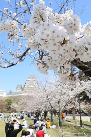 国宝姫路城を包み込む満開の桜＝姫路市本町