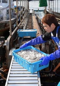 水揚げされたイカナゴのシンコ。漁獲量は低迷しており、運ばれるかごも少ない＝３月４日、神戸市垂水区、垂水漁港