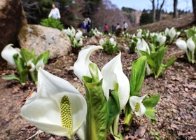 見ごろを迎えたミズバショウ＝神戸市灘区六甲山町、六甲高山植物園