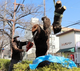 害虫被害を受け、伐採されたサクラ＝芦屋市茶屋之町