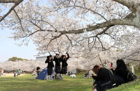 花見客でにぎわう石ケ谷公園。昨年６月に兵庫県内で初めてクビアカツヤカミキリの成虫が確認された＝明石市大久保町松陰