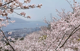 明石海峡大橋を背景に咲き誇るソメイヨシノ＝２０２３年３月、神戸市須磨区一ノ谷町５、須磨浦山上遊園
