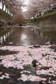 川面に浮かぶサクラの花びら＝６日午後、稲美町北山の曇川（撮影・長嶺麻子）