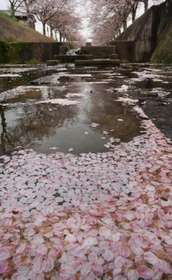 両岸のソメイヨシノから花が散り、サクラ色に染まった川面＝６日午後、兵庫県稲美町北山