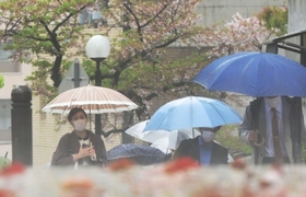 風雨で桜の花びらが散り葉桜となった木々を背に歩く人ら＝７日午前、神戸市中央区北長狭通５（撮影・中西幸大）