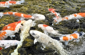 餌に集まるニシキゴイ＝東京都千代田区