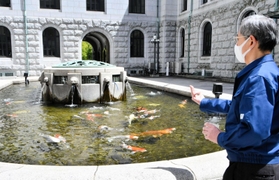 衆議院の池で泳ぐニシキゴイに餌を与える同院の職員＝東京都千代田区