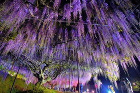 ４年ぶりに公開された「九尺ふじ」。夜はあでやかに照らし出される＝丹波市市島町白毫寺