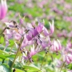 山の斜面に咲く紫色のカタクリの花＝丹波市氷上町清住