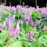 山の斜面を覆う薄紫色のカタクリの花＝丹波市氷上町清住