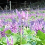 薄紫色に咲くカタクリの花。花弁の根元にはＷ字形の模様がある＝丹波市氷上町清住