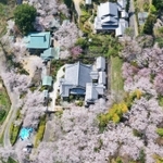 五穀豊穣や財運の神様・大黒天を祭る八浄寺（兵庫県淡路市佐野）の奥の院「円城寺」で桜が満開となった。大阪湾を望む高台にあり、境内や周辺に植えられたソメイヨシノやヤマザクラなど計約４００本が山肌に彩りを添えている。