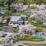 境内を彩る満開の桜＝淡路市佐野、円城寺（ドローンで撮影）