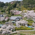 境内を彩る満開の桜＝淡路市佐野、円城寺（ドローンで撮影）