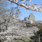 国宝姫路城を包み込むように咲いた満開の桜＝姫路市本町