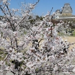 国宝姫路城を包み込むように咲いた満開の桜＝姫路市本町