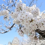 国宝姫路城を包み込む満開の桜＝姫路市本町