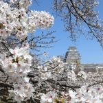 木々が春色に染まり、世界遺産登録３０年を迎える国宝姫路城（兵庫県姫路市本町）も大いににぎわっている。白やピンクの柔らかな色合いと、白亜の大天守の共演が目を引く。